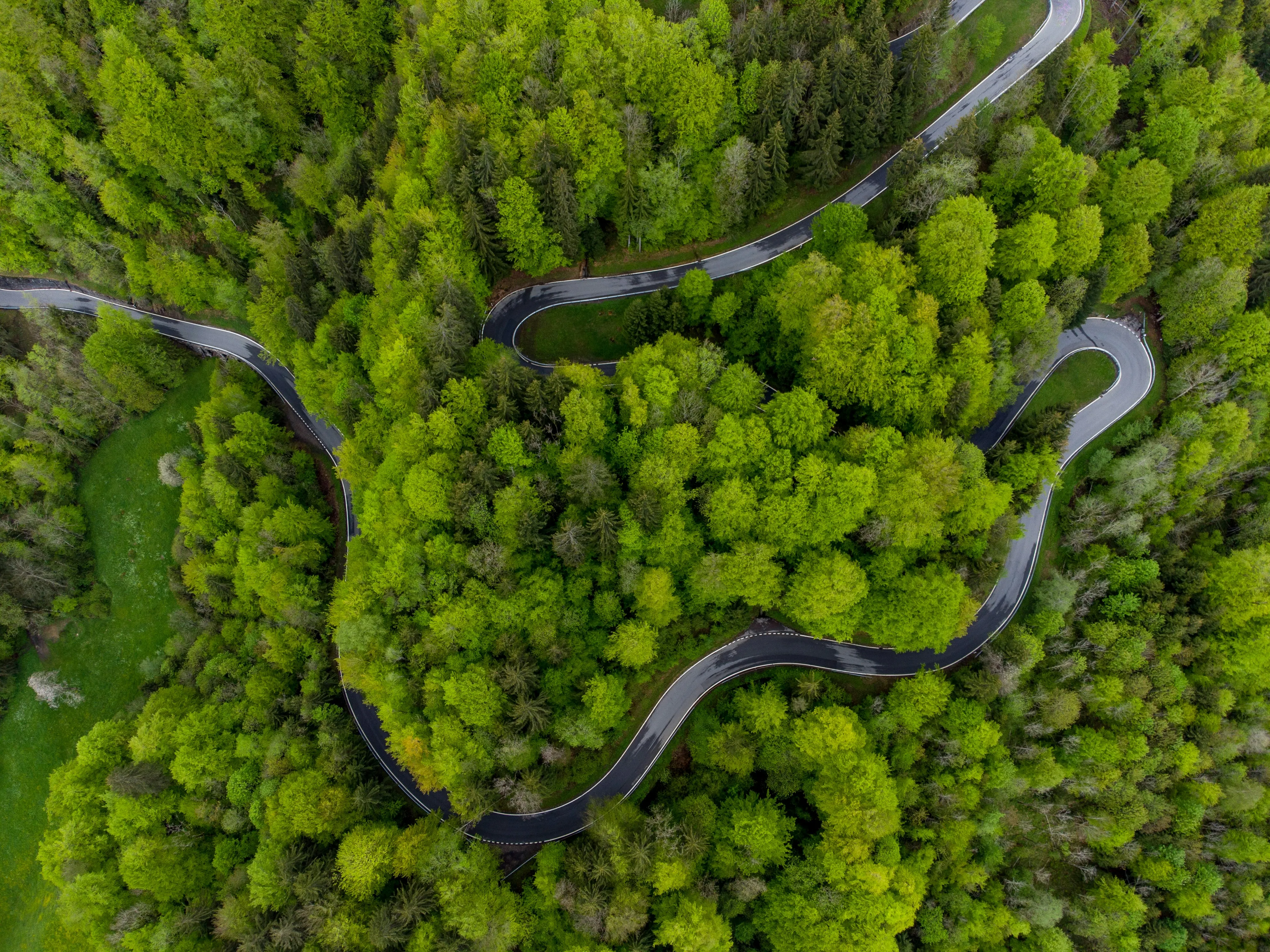 A road through forest
